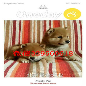 泰安纯种健康日系柴犬柴犬多少钱