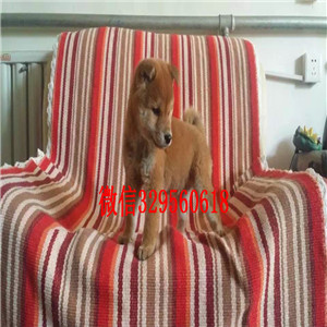 巢湖哪里有出售日系柴犬柴犬多少钱