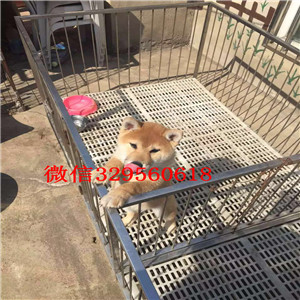 白城哪里有出售带出生纸柴犬柴犬多少钱