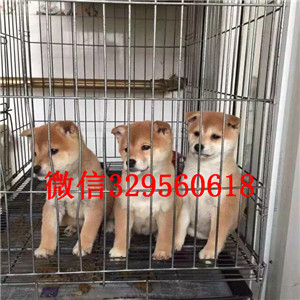 北海纯种健康日系柴犬柴犬图片