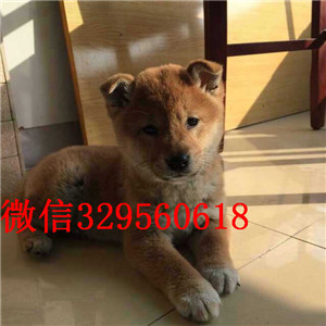 潍坊哪里有出售好一点柴犬柴犬图片