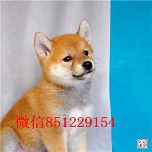 正规犬舍高品质柴犬带证书冠军级血统品质保障