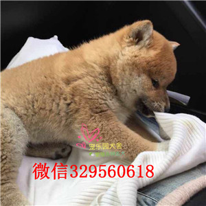 濮阳纯种柴犬多少钱一只柴犬出售双血统柴犬高品日本柴犬待售