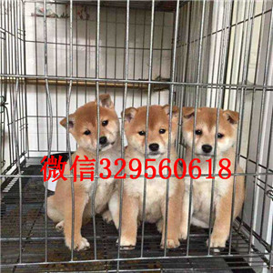 滨州哪里能买到纯种柴犬柴犬价格极品柴犬赛级柴犬宝宝