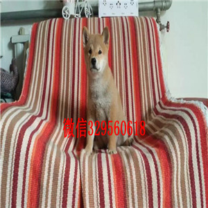 平顶山纯种柴犬多少钱一只柴犬图片极品柴犬高