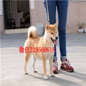 赤峰纯种柴犬多少钱一只柴犬犬舍赛级柴犬出售