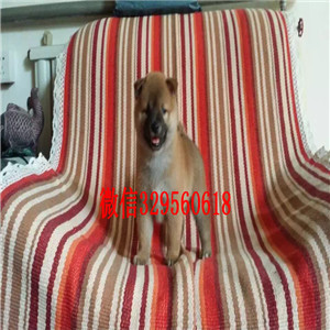 琼中纯种柴犬多少钱一只柴犬价格赛级柴犬赛级柴犬宝宝