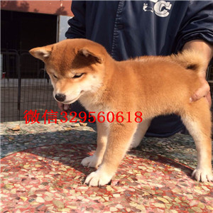 潍坊哪里有卖纯种柴犬柴犬图片极品柴犬赛级柴