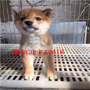 黑河纯种柴犬多少钱一只柴犬图片双血统柴犬赛