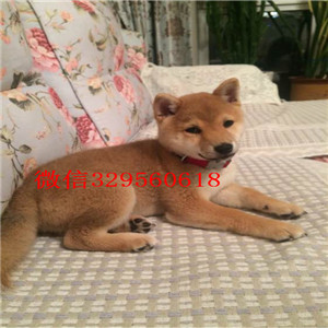 泰安哪里能买到纯种柴犬柴犬犬舍双血统柴犬赛