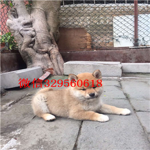 铜川哪里有卖纯种柴犬柴犬犬舍双血统柴犬出售