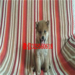 江津哪里有卖纯种柴犬柴犬犬舍极品柴犬高品日