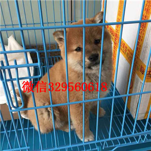 广安哪里有卖纯种柴犬柴犬出售双血统柴犬赛级