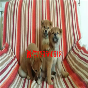 万州纯种柴犬多少钱一只柴犬出售极品柴犬赛级