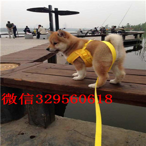 聊城纯种柴犬多少钱一只柴犬价格极品柴犬出售