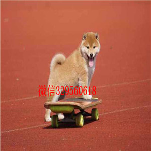 漯河哪里能买到纯种柴犬柴犬价格高品质纯种柴犬赛级柴犬宝宝