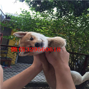 鞍山哪里能买到纯种柴犬柴犬价格高品质纯种柴