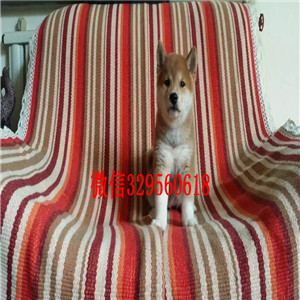 三沙哪里能买到纯种柴犬柴犬图片双血统柴犬赛