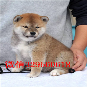 朝阳纯种柴犬多少钱一只柴犬犬舍赛级柴犬高品