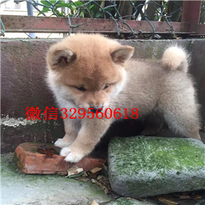 铜梁哪里有卖纯种柴犬柴犬出售高品质纯种柴犬