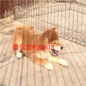 武隆哪里有卖纯种柴犬柴犬价格高品质纯种柴犬