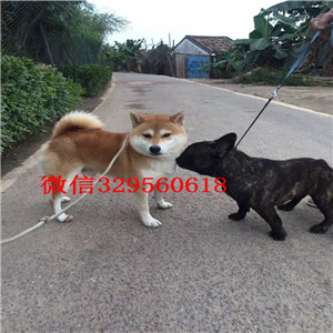 宝鸡哪里有卖纯种柴犬柴犬图片高品质纯种柴犬