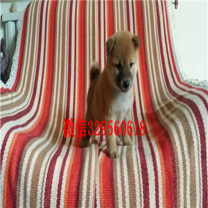 琼中纯种柴犬多少钱一只柴犬价格赛级柴犬赛级柴犬宝宝