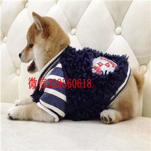 丰都哪里有卖纯种柴犬柴犬出售赛级柴犬赛级柴