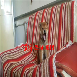 大渡口哪里能买到纯种柴犬柴犬图片赛级柴犬高