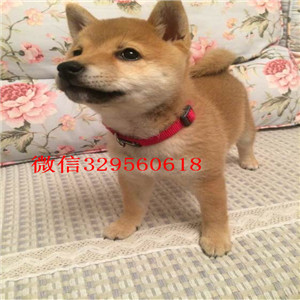 嘉定哪里有卖纯种柴犬柴犬犬舍赛级柴犬高品日