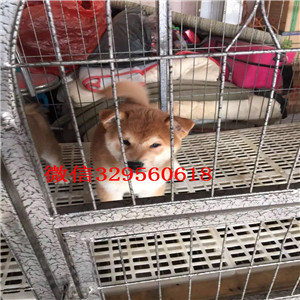 信阳哪里有卖纯种柴犬柴犬犬舍高品质纯种柴犬