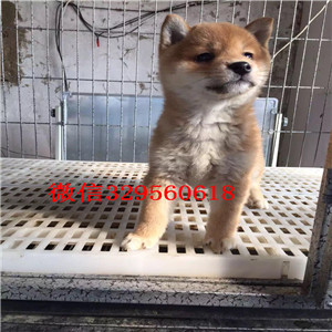 中卫哪里能买到纯种柴犬柴犬价格双血统柴犬高品日本柴犬待售