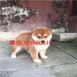 荣昌哪里有卖纯种柴犬柴犬价格赛级柴犬赛级柴