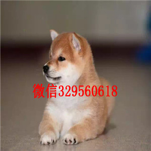 濮阳纯种柴犬多少钱一只柴犬出售双血统柴犬高