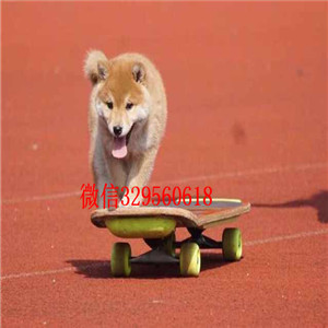 漯河哪里能买到纯种柴犬柴犬价格高品质纯种柴犬赛级柴犬宝宝