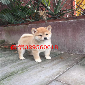 大足哪里有卖纯种柴犬柴犬出售极品柴犬赛级柴