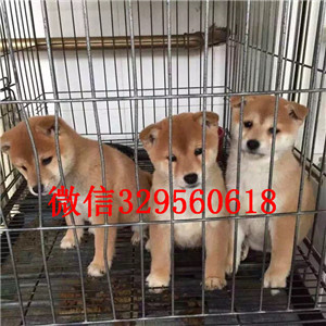 定西哪里有卖纯种柴犬柴犬出售双血统柴犬出售