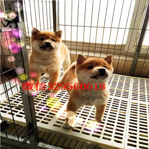 南充哪里能买到纯种柴犬柴犬出售双血统柴犬赛