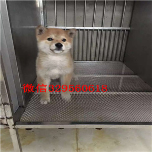 长寿哪里能买到纯种柴犬柴犬图片极品柴犬高品