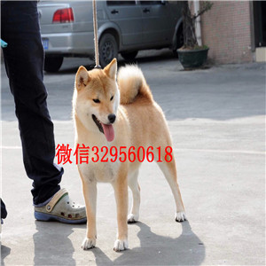 内江哪里能买到纯种柴犬柴犬犬舍赛级柴犬高品