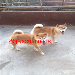 梁平纯种柴犬多少钱一只柴犬图片双血统柴犬出