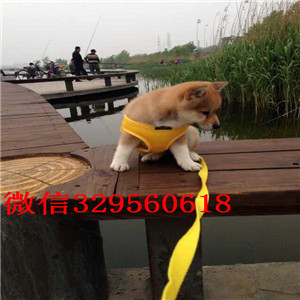 南汇哪里能买到纯种柴犬柴犬价格双血统柴犬高