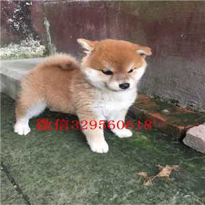 许昌哪里能买到纯种柴犬柴犬图片极品柴犬赛级柴犬宝宝