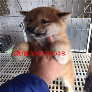 长宁哪里有卖纯种黑柴犬多少钱 一只纯种柴犬