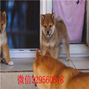 潍坊本地哪里有卖柴犬的纯种日本引进柴犬纯种