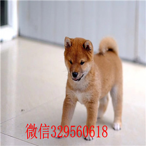 信阳哪里有卖柴犬黑柴纯种日本引进柴犬日系赤