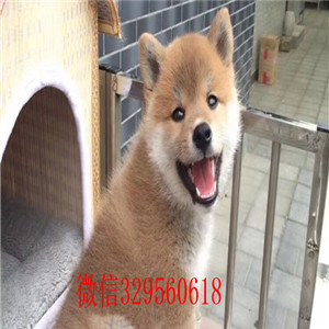 綦江哪里有卖柴犬黑柴柴犬掉毛吗日系赤色小柴