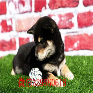 广安哪里有卖柴犬黑柴纯种日本引进柴犬柴犬能