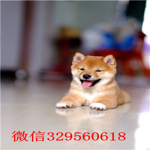 巫山本地哪里有卖柴犬的柴犬掉毛吗柴犬幼犬多少钱一只超萌日系柴犬