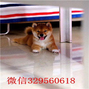 巫溪纯种日本柴犬多少钱柴犬掉毛吗日系赤色小